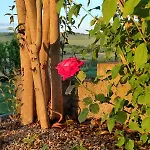 Il Giardino Del Chianti Apartment *